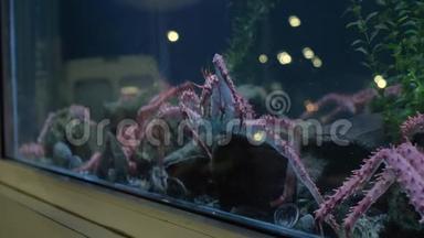 帝王蟹在橱窗展示的海鲜罐中移动，交通得到了反映